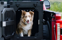 <span style="color:#222222;"><strong><span style="font-size:30px;">Asian Pet Boarding Center</span></strong></span>